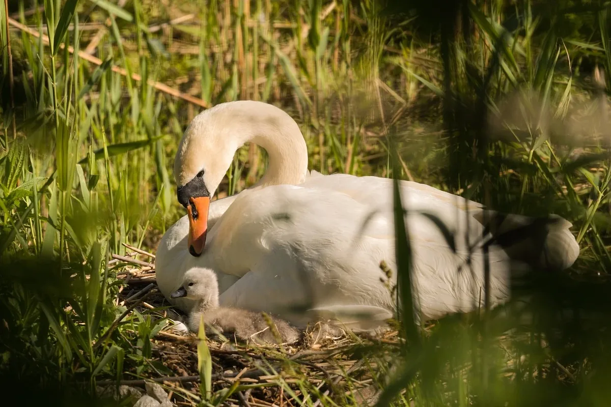 ZenCreator MCP nature image workflow example